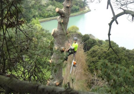 Tree Lopping